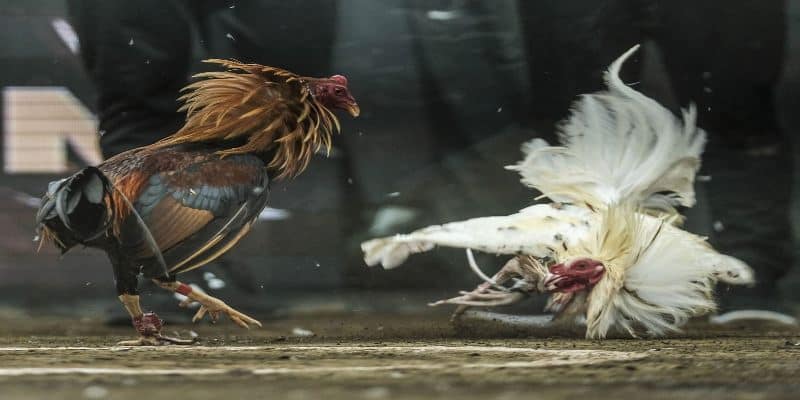 Cách chăm sóc chiến kê đá xạ tốt nhất từ sư kê lâu năm 